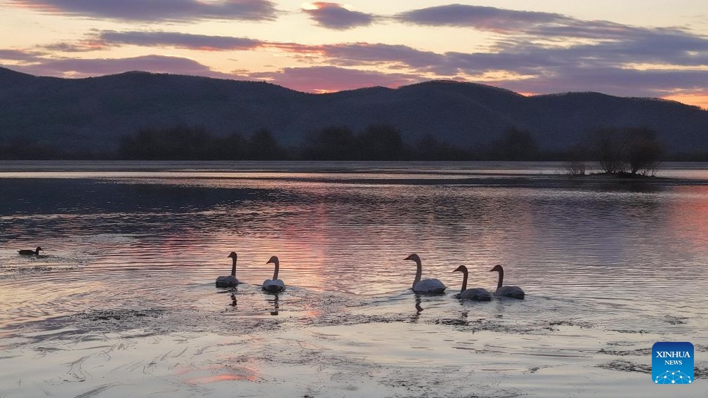 A drone photo taken on Oct. 20, 2026 shows swans on Ganhe River in Jiagedaqi, the Greater Khingan Mountains, northeast China's Heilongjiang Province. (Photo: Xinhua)