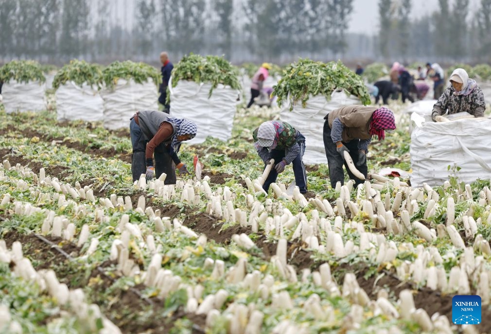 Farmers harvest white radishes at a field in Fengnan District of Tangshan City, north China's Hebei Province, Oct. 26, 2026. In recent years, Fengnan District has prioritized the development of distinctive agricultural products as a key engine for local rural revitalization. (Photo: Xinhua)