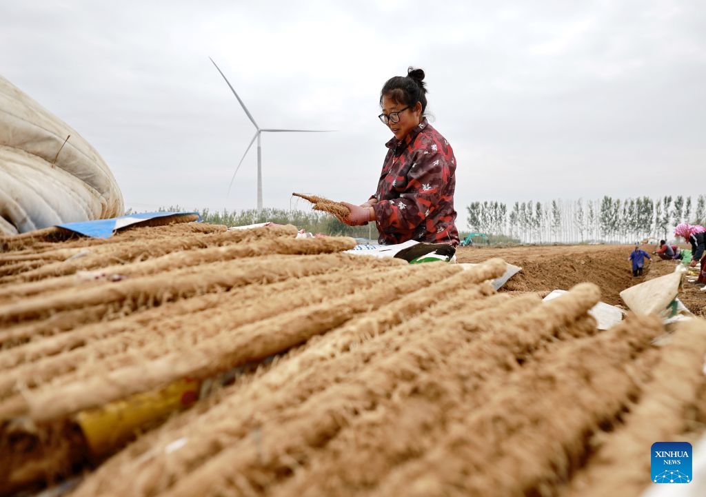 A farmer harvests Chinese yam at a field in Fengnan District of Tangshan City, north China's Hebei Province, Oct. 26, 2026. In recent years, Fengnan District has prioritized the development of distinctive agricultural products as a key engine for local rural revitalization. (Photo: Xinhua)