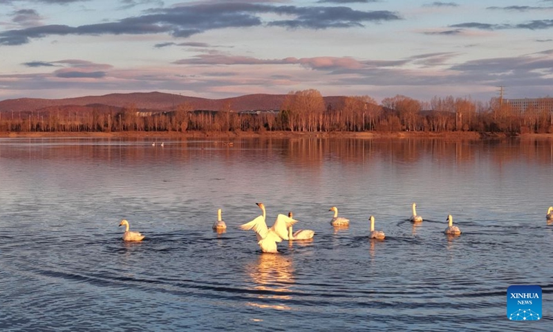 A drone photo taken on Oct. 20, 2026 shows swans on Ganhe River in Jiagedaqi, the Greater Khingan Mountains, northeast China's Heilongjiang Province.  (Photo: Xinhua)