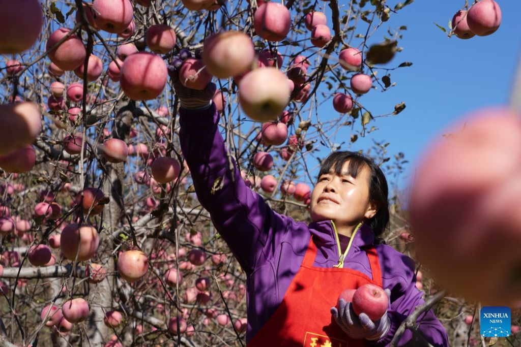 A farmer picks apples at an apple planting base in Xindu District of Xingtai City, north China's Hebei Province, Oct. 21, 2026. Recently, 67,000 mu (about 4,466.67 hectares) of apple orchards here have entered harvest season. Local government has encouraged farmers to grow apples to better use the land resources in the mountainous area of the district. It also established large-scale planting bases, and registered a regional public brand in an effort to make apple planting a key pillar for the region's rural revitalization. (Photo: Xinhua)
