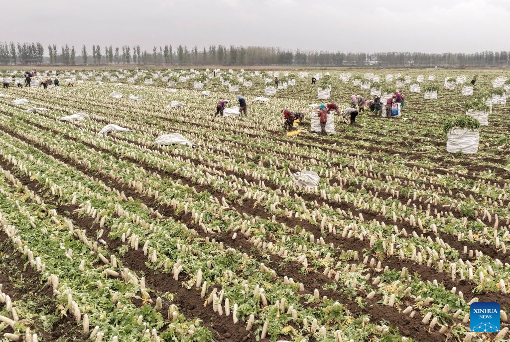 A drone photo taken on Oct. 26, 2026 shows farmers harvesting white radishes at a field in Fengnan District of Tangshan City, north China's Hebei Province. In recent years, Fengnan District has prioritized the development of distinctive agricultural products as a key engine for local rural revitalization. (Photo: Xinhua)