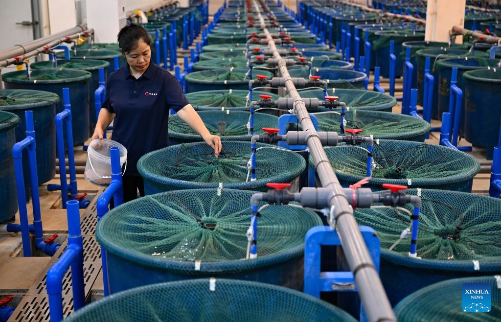 A staff member feeds tilapia at an aquaculture base of Hainan Progift Aqua-Tech Co. Ltd., in Lingao, south China's Hainan Province, Oct. 20, 2026. Tilapia is a major farmed fish species in the island province of Hainan. Aquaculture breeding companies in Lingao County are boosting their capacity to produce fish fry through selective breeding, facility-based cultivation, and digital management. (Photo: Xinhua)