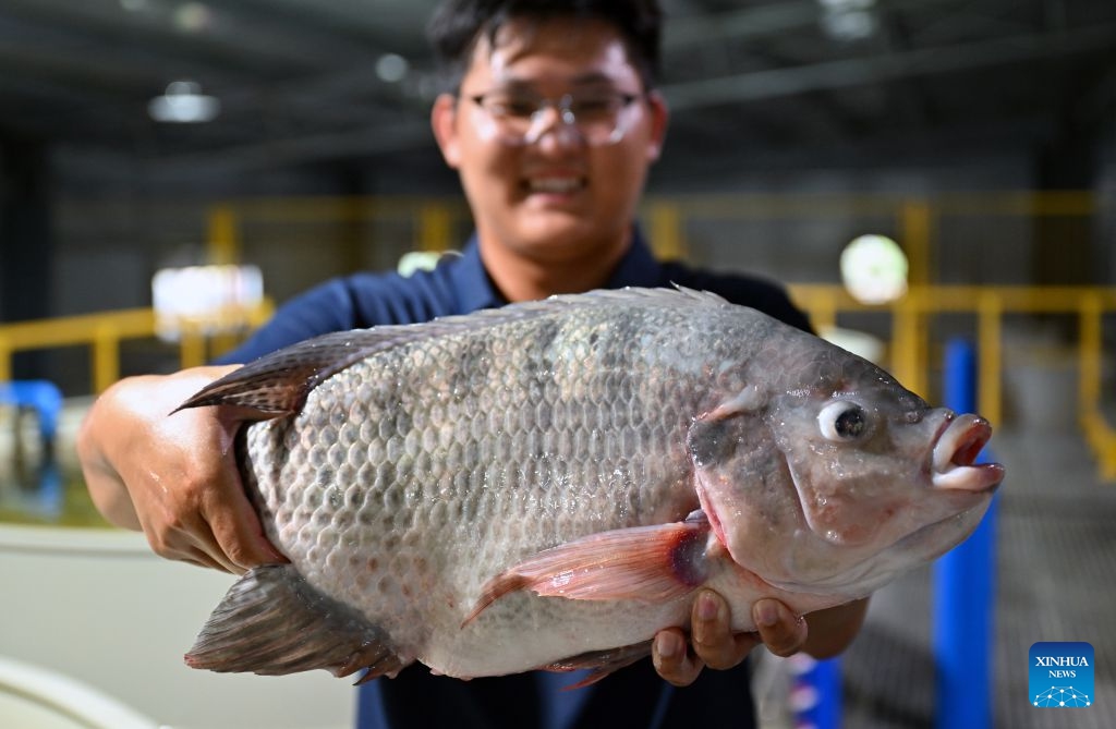 A staff member shows a Nile tilapia fish at an aquaculture base of Hainan Progift Aqua-Tech Co. Ltd., in Lingao, south China's Hainan Province, Oct. 20, 2026. Tilapia is a major farmed fish species in the island province of Hainan. Aquaculture breeding companies in Lingao County are boosting their capacity to produce fish fry through selective breeding, facility-based cultivation, and digital management. (Photo: Xinhua)
