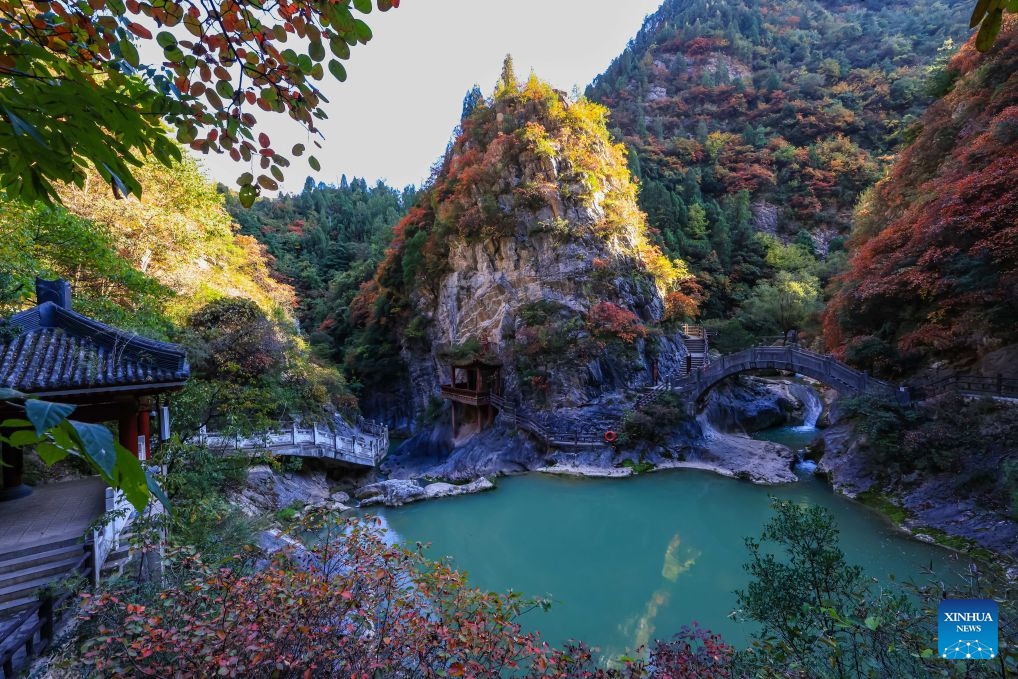 This photo taken on Oct. 19, 2026 shows the autumn scenery at the Xixiasong scenic area in Chengxian County, Longnan City of northwest China's Gansu Province. (Photo: Xinhua)