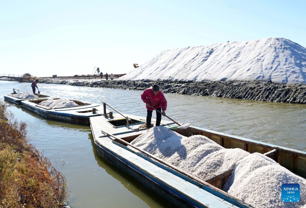 Workers arrange harvested salt at Nanpu salt farm in Caofeidian District of Tangshan, north China's Hebei Province, Oct. 27, 2026. Recently, the 350,000 mu (about 23,333.3 hectares) salt fields at Nanpu salt farm have entered the autumn harvesting season. This year, the total sea salt production at Nanpu salt farm is expected to reach 1.5 million tonnes. (Photo: Xinhua)