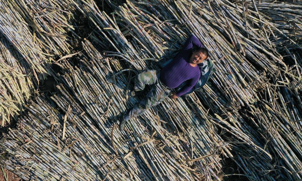 Aerial photo taken on Jan. 12, 2020 shows a villager lying on harvested sugarcane at Tunqiu Village in Pingshan Town of Luzhai County, south China's Guangxi Zhuang Autonomous Region. (Xinhua/Huang Xiaobang)