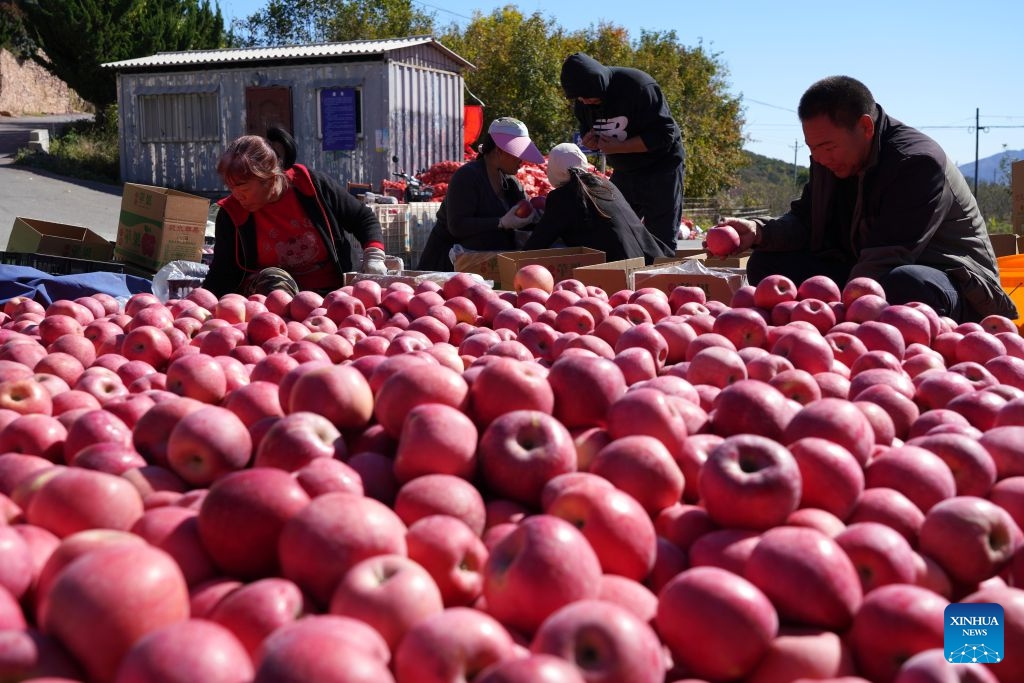 Farmers sort out freshly picked apples at a village in Xindu District of Xingtai City, north China's Hebei Province, Oct. 21, 2026. Recently, 67,000 mu (about 4,466.67 hectares) of apple orchards here have entered harvest season. Local government has encouraged farmers to grow apples to better use the land resources in the mountainous area of the district. It also established large-scale planting bases, and registered a regional public brand in an effort to make apple planting a key pillar for the region's rural revitalization. (Photo: Xinhua)