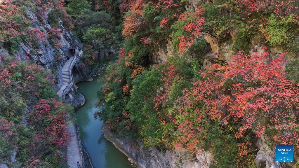 An aerial drone photo taken on Oct. 19, 2026 shows the autumn scenery at the Xixiasong scenic area in Chengxian County, Longnan City of northwest China's Gansu Province. (Photo: Xinhua)