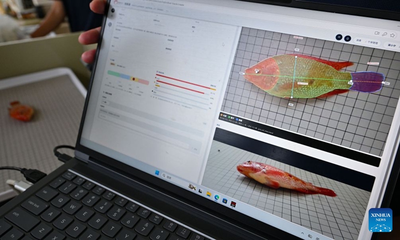 This photo taken on Oct. 20, 2026 shows the data collected via scanning devices from a tilapia fish at an aquaculture base of Hainan Progift Aqua-Tech Co. Ltd., in Lingao, south China's Hainan Province. Tilapia is a major farmed fish species in the island province of Hainan. Aquaculture breeding companies in Lingao County are boosting their capacity to produce fish fry through selective breeding, facility-based cultivation, and digital management. (Photo: Xinhua)