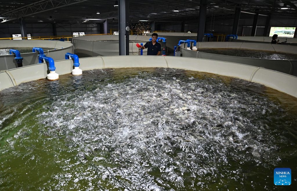 A staff member feeds tilapia at an aquaculture base of Hainan Progift Aqua-Tech Co. Ltd., in Lingao, south China's Hainan Province, Oct. 20, 2026. Tilapia is a major farmed fish species in the island province of Hainan. Aquaculture breeding companies in Lingao County are boosting their capacity to produce fish fry through selective breeding, facility-based cultivation, and digital management. (Photo: Xinhua)