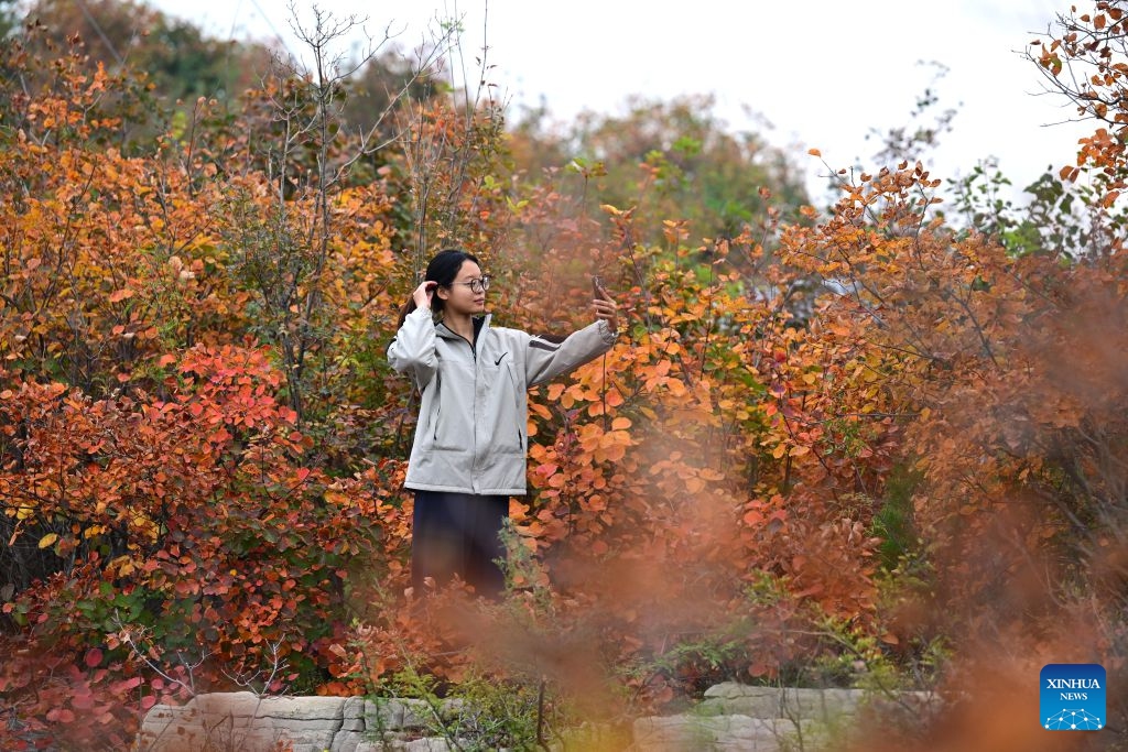 A tourist enjoys autumn leaves at a scenic spot in Xingtai City, north China's Hebei Province, Oct. 20. 2026. (Photo: Xinhua)