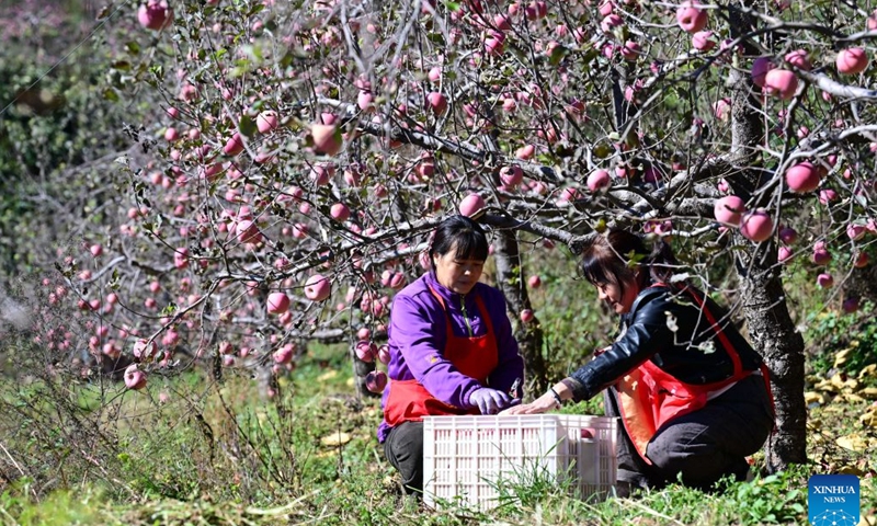 Farmers pick apples at an apple planting base in Xindu District of Xingtai City, north China's Hebei Province, Oct. 21, 2026. Recently, 67,000 mu (about 4,466.67 hectares) of apple orchards here have entered harvest season. Local government has encouraged farmers to grow apples to better use the land resources in the mountainous area of the district. It also established large-scale planting bases, and registered a regional public brand in an effort to make apple planting a key pillar for the region's rural revitalization. (Photo: Xinhua)