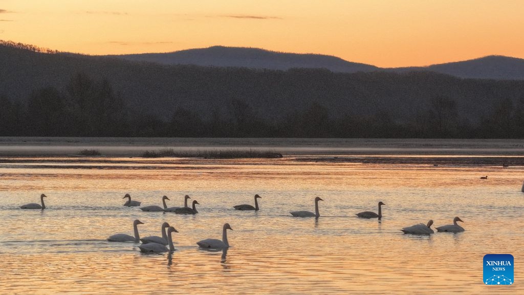 A drone photo taken on Oct. 11, 2026 shows swans on Ganhe River in Jiagedaqi, the Greater Khingan Mountains, northeast China's Heilongjiang Province. (Photo: Xinhua)