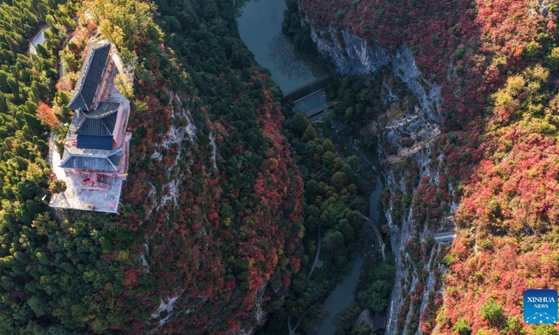 An aerial drone photo taken on Oct. 19, 2026 shows the autumn scenery at the Xixiasong scenic area in Chengxian County, Longnan City of northwest China's Gansu Province. (Photo: Xinhua)