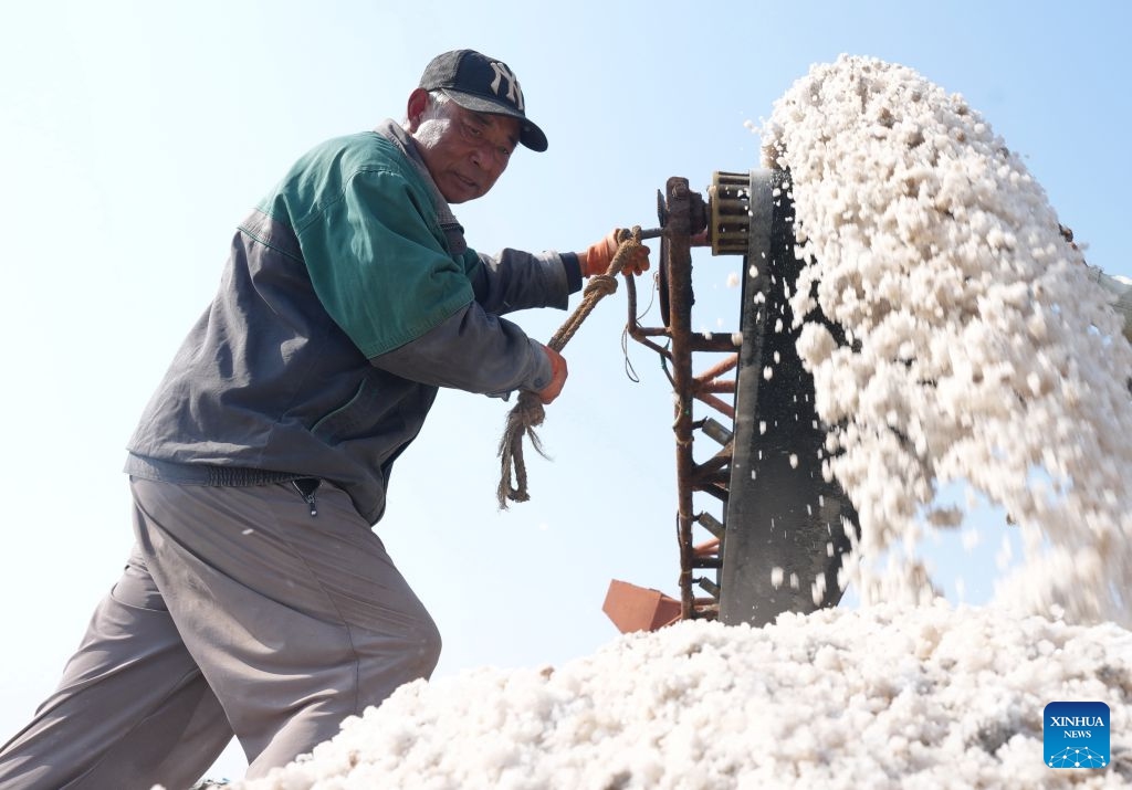 A worker operates a machine to harvest salt at Nanpu salt farm in Caofeidian District of Tangshan, north China's Hebei Province, Oct. 27, 2026. Recently, the 350,000 mu (about 23,333.3 hectares) salt fields at Nanpu salt farm have entered the autumn harvesting season. This year, the total sea salt production at Nanpu salt farm is expected to reach 1.5 million tonnes. (Photo: Xinhua)