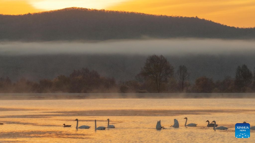 A drone photo taken on Oct. 11, 2026 shows swans on Ganhe River in Jiagedaqi, the Greater Khingan Mountains, northeast China's Heilongjiang Province. (Photo: Xinhua)