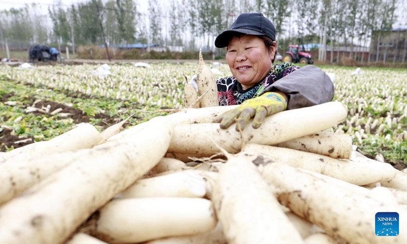 A farmer harvests white radishes at a field in Fengnan District of Tangshan City, north China's Hebei Province, Oct. 26, 2026. In recent years, Fengnan District has prioritized the development of distinctive agricultural products as a key engine for local rural revitalization. By promoting collaboration among agricultural cooperatives, planting bases and local households, Fengnan has vigorously optimized its specialty agriculture and implemented standardized management. These efforts have boosted agricultural efficiency here as well as increased farmers' incomes. (Photo: Xinhua)