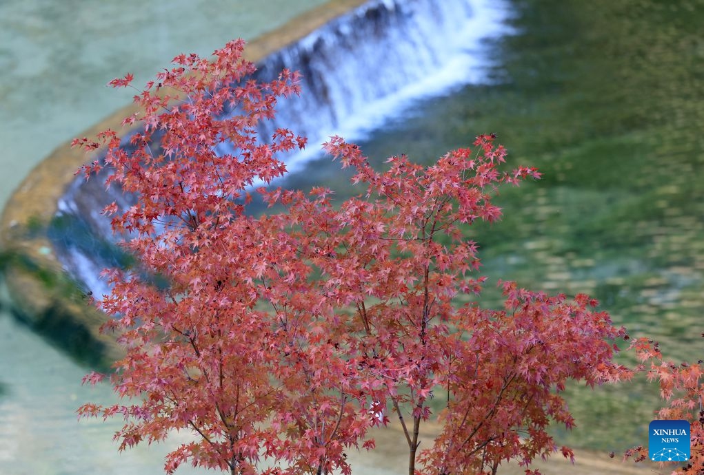 This photo taken on Oct. 23, 2026 shows the autumn scenery in Longnan, northwest China's Gansu Province. (Photo: Xinhua)
