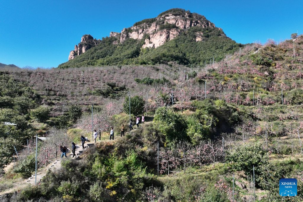 A drone photo taken on Oct. 21, 2026 shows farmers transferring freshly picked apples at an apple planting base in Xindu District of Xingtai City, north China's Hebei Province. Recently, 67,000 mu (about 4,466.67 hectares) of apple orchards here have entered harvest season. Local government has encouraged farmers to grow apples to better use the land resources in the mountainous area of the district. It also established large-scale planting bases, and registered a regional public brand in an effort to make apple planting a key pillar for the region's rural revitalization. (Photo: Xinhua)