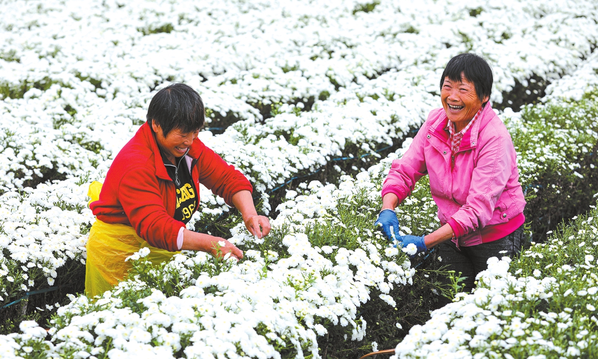 Farmers harvest chrysanthemums amid sprawling fields of white and yellow blooms in Yanpu village, Huangshan, East China's Anhui Province, on October 21, 2026. Recognized as a national model village under the