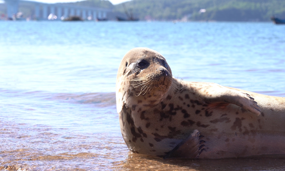 Nana the spotted seal Photo: Courtesy of Zhang Chunlong