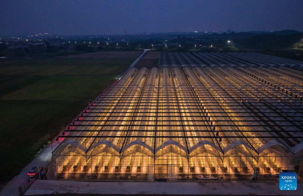 An aerial drone photo taken on Oct. 27, 2026 shows a night view of a smart greenhouse at an agricultural science and technology industrial park in Jindong District of Jinhua City, east China's Zhejiang Province. The agricultural science and technology industrial park was established in September 2023 as a designated benchmark project for modern agriculture in Jindong District of Jinhua City.
The park covers an area of 198.2 mu (about 13.2 hectares), including modern agricultural smart greenhouses, outdoor standardized planting areas, as well as supporting facilities such as water sources and parking lots. It aims to create an intelligent agricultural comprehensive industrial park integrating seedling research and development, ecological planting, deep processing, brand sales, tourism, and agricultural technology demonstration.
The park has introduced specialty fruit and vegetable varieties of pineapples, dragon fruits, and blueberries to build a demonstration model for high-end tropical fruit and vegetable planting. It has revitalized the idle land resources in the area, optimized the regional agricultural industrial structure. (Xinhua/Xu Yu)
