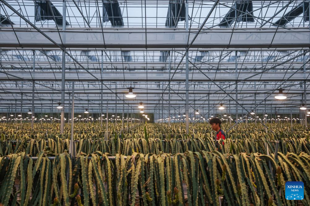 A staff member patrols in a smart greenhouse at an agricultural science and technology industrial park in Jindong District of Jinhua City, east China's Zhejiang Province, Oct. 27, 2026. The agricultural science and technology industrial park was established in September 2023 as a designated benchmark project for modern agriculture in Jindong District of Jinhua City.
The park covers an area of 198.2 mu (about 13.2 hectares), including modern agricultural smart greenhouses, outdoor standardized planting areas, as well as supporting facilities such as water sources and parking lots. It aims to create an intelligent agricultural comprehensive industrial park integrating seedling research and development, ecological planting, deep processing, brand sales, tourism, and agricultural technology demonstration.
The park has introduced specialty fruit and vegetable varieties of pineapples, dragon fruits, and blueberries to build a demonstration model for high-end tropical fruit and vegetable planting. It has revitalized the idle land resources in the area, optimized the regional agricultural industrial structure. (Xinhua/Xu Yu)