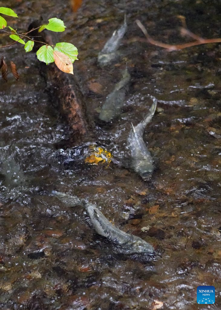 Salmon swim through shallow water in Hoy Creek in Coquitlam, British Columbia, Canada, on Oct. 25, 2026. As the salmon spawning season gets underway in Canada's British Columbia province, people gathered at the annual Salmon Come Home event here on Sunday to observe returning salmon and learn about local efforts to protect their habitats. (Photo by Liang Sen/Xinhua)
