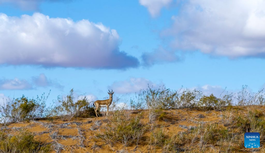 A drone photo taken on Oct. 17, 2026 shows a goitered gazelle at the southeastern edge of the Tengger Desert in the Zhongwei Shapotou National Nature Reserve, northwest China's Ningxia Hui Autonomous Region. The Zhongwei Shapotou National Nature Reserve in Ningxia has been carrying out sustained sand control efforts in recent years, achieving a significant increase in vegetation coverage and a continuous improvement in wildlife habitats.
Monitoring shows that the goitered gazelle, a species under second-class national protection in China, has established several multiple colonies here and its population is on a steady rise. (Xinhua/Wang Peng)