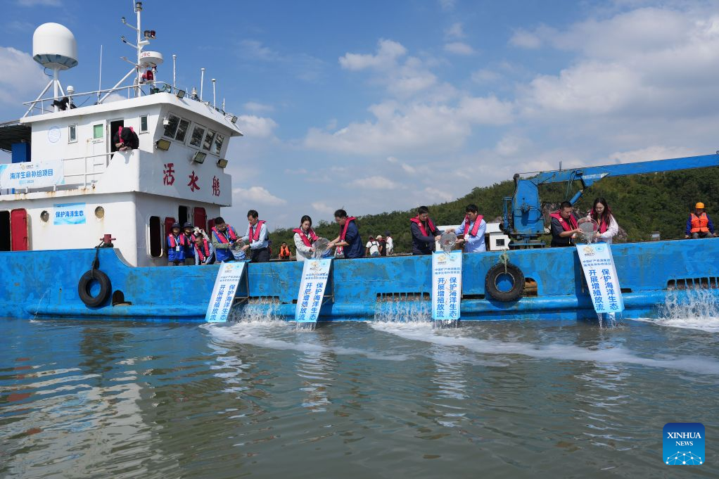 This photo taken on Oct. 28, 2026 shows a fish release event in Ningbo, east China's Zhejiang Province.

China Mineral Resources Group Zhoushan Development Co., Ltd., together with the East China Sea Fisheries Research Institute of the Chinese Academy of Fishery Sciences and the Zhejiang Marine Fisheries Research Institute, conducted its 43rd fish stock enhancement activity in Ningbo, east China's Zhejiang Province, on Wednesday.

A total of 168,000 tagged juvenile fish were released, including large yellow croaker of the Daiqu stock, yellow drum and blackhead seabream. The release aimed to help protect marine biodiversity and restore marine ecosystems. (Xinhua/Huang Zongzhi)