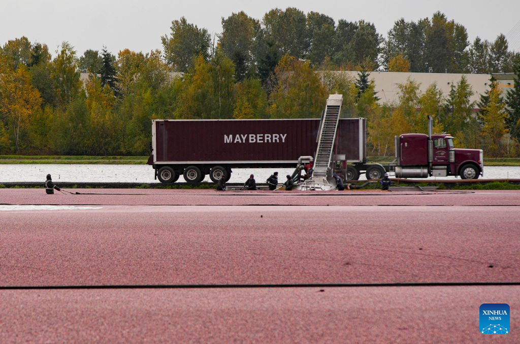 Workers harvest cranberries beside a truck at a farm in Burnaby, British Columbia, Canada, Oct. 29, 2026. The cranberry harvest season in Canada's British Columbia province typically runs from September through October, sometimes extending into early November. (Photo by Liang Sen/Xinhua)