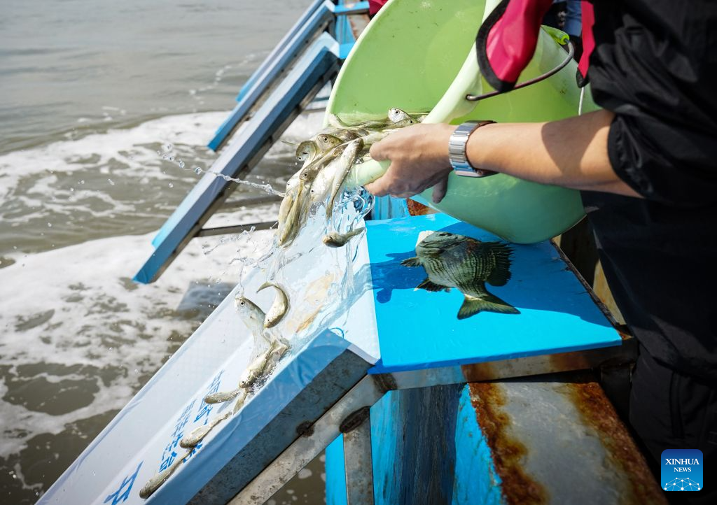 This photo taken on Oct. 28, 2026 shows a fish release event in Ningbo, east China's Zhejiang Province.

China Mineral Resources Group Zhoushan Development Co., Ltd., together with the East China Sea Fisheries Research Institute of the Chinese Academy of Fishery Sciences and the Zhejiang Marine Fisheries Research Institute, conducted its 43rd fish stock enhancement activity in Ningbo, east China's Zhejiang Province, on Wednesday.

A total of 168,000 tagged juvenile fish were released, including large yellow croaker of the Daiqu stock, yellow drum and blackhead seabream. The release aimed to help protect marine biodiversity and restore marine ecosystems. (Xinhua/Li Yahui)