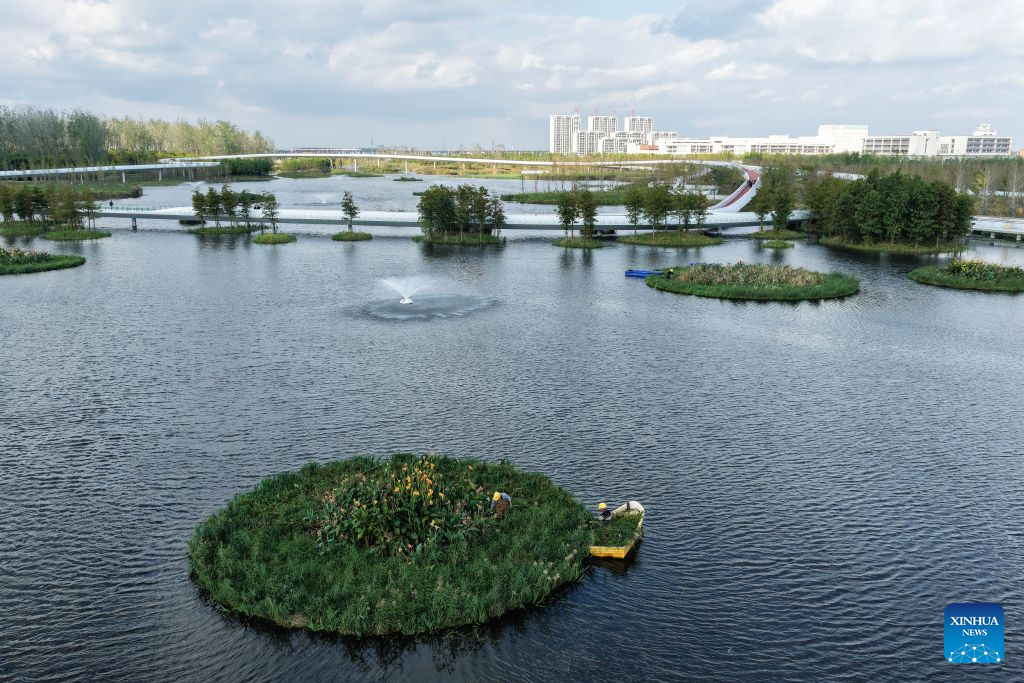 An aerial drone photo taken on Oct. 27, 2026 shows workers weeding on a floating island of Heming Park in Rudong County of Nantong City, east China's Jiangsu Province. In recent years, Rudong County in Nantong City has made efforts to improve its aquatic ecological environment. Water environment of the three rivers, namely the Taiyun River, the Jueju River and the Juekan River, which run through the county, has undergone sound remediation. Along these waterways, the Heming Park and the bank areas of tributaries have all formed a picturesque urban landscape for people to enjoy their leisure time. (Xinhua/Ji Chunpeng)