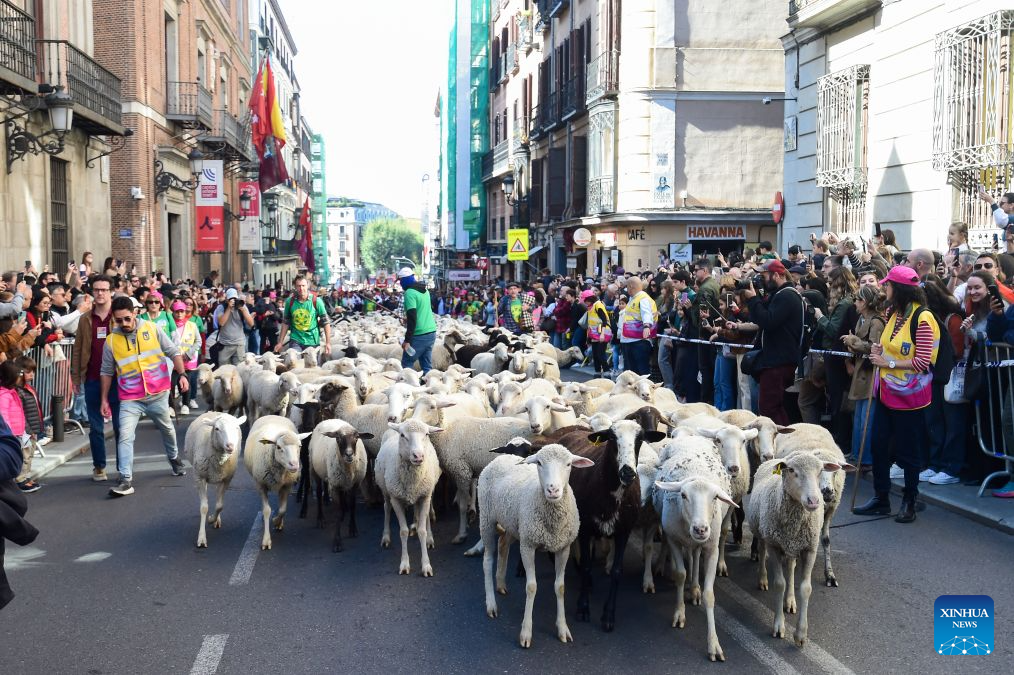 Sheep and goats walk through a street during the Transhumance Festival in Madrid, Spain, Oct. 25, 2026. The festival originated from the transhumance practice, in which shepherds in winter drove their cattle and sheep from the mountains to the warm meadows to ensure feeding of their animals. (Photo by Gustavo Valiente/Xinhua)