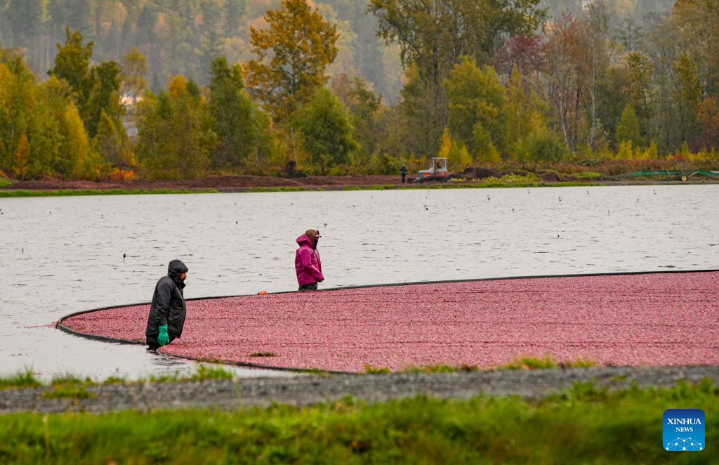 Workers gather floating cranberries at a farm in Burnaby, British Columbia, Canada, Oct. 29, 2026. The cranberry harvest season in Canada's British Columbia province typically runs from September through October, sometimes extending into early November. (Photo by Liang Sen/Xinhua)
