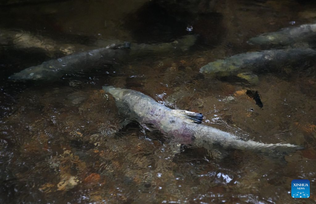 A spawning salmon swims in Hoy Creek in Coquitlam, British Columbia, Canada, on Oct. 25, 2026. As the salmon spawning season gets underway in Canada's British Columbia province, people gathered at the annual Salmon Come Home event here on Sunday to observe returning salmon and learn about local efforts to protect their habitats. (Photo by Liang Sen/Xinhua)