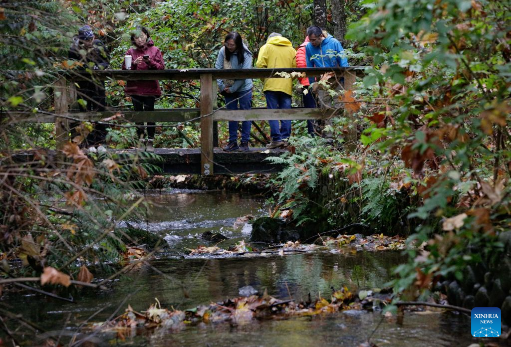Visitors observe spawning salmon from a bridge along Hoy Creek during the Salmon Come Home event in Coquitlam, British Columbia, Canada, on Oct. 25, 2026. As the salmon spawning season gets underway in Canada's British Columbia province, people gathered at the annual Salmon Come Home event here on Sunday to observe returning salmon and learn about local efforts to protect their habitats. (Photo by Liang Sen/Xinhua)