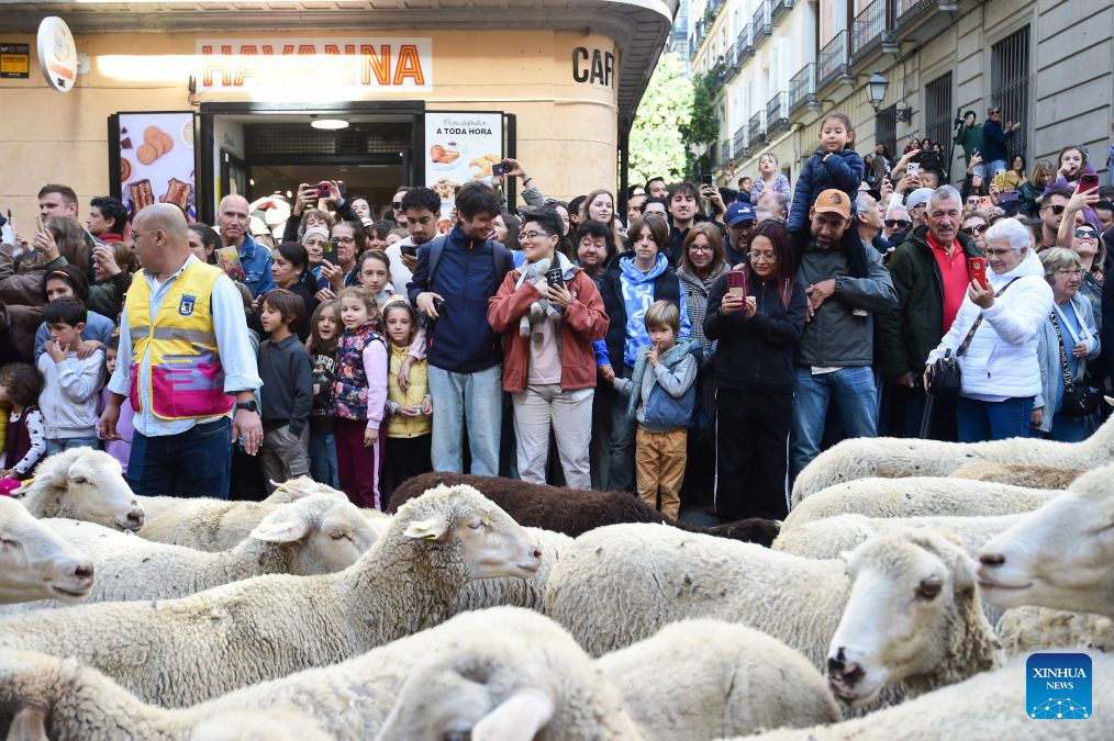 People watch sheep and goats walking through a street during the Transhumance Festival in Madrid, Spain, Oct. 25, 2026. The festival originated from the transhumance practice, in which shepherds in winter drove their cattle and sheep from the mountains to the warm meadows to ensure feeding of their animals. (Photo by Gustavo Valiente/Xinhua)