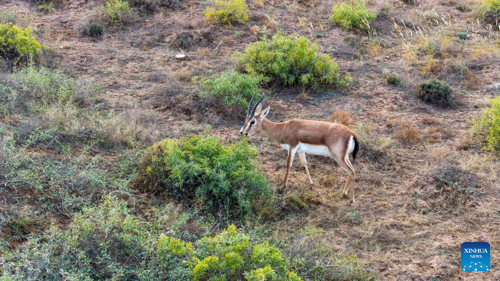 A drone photo taken on Oct. 17, 2026 shows a goitered gazelle at the southeastern edge of the Tengger Desert in the Zhongwei Shapotou National Nature Reserve, northwest China's Ningxia Hui Autonomous Region. The Zhongwei Shapotou National Nature Reserve in Ningxia has been carrying out sustained sand control efforts in recent years, achieving a significant increase in vegetation coverage and a continuous improvement in wildlife habitats.
Monitoring shows that the goitered gazelle, a species under second-class national protection in China, has established several multiple colonies here and its population is on a steady rise. (Xinhua/Wang Peng)