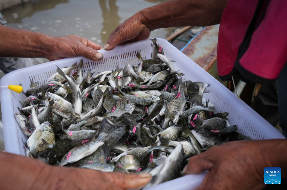 This photo taken on Oct. 28, 2026 shows fish fries to be released during a fish release event in Ningbo, east China's Zhejiang Province.

China Mineral Resources Group Zhoushan Development Co., Ltd., together with the East China Sea Fisheries Research Institute of the Chinese Academy of Fishery Sciences and the Zhejiang Marine Fisheries Research Institute, conducted its 43rd fish stock enhancement activity in Ningbo, east China's Zhejiang Province, on Wednesday.

A total of 168,000 tagged juvenile fish were released, including large yellow croaker of the Daiqu stock, yellow drum and blackhead seabream. The release aimed to help protect marine biodiversity and restore marine ecosystems. (Xinhua/Li Yahui)