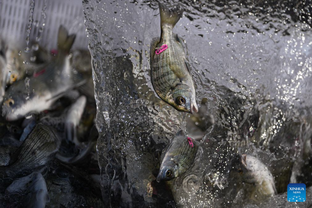 This photo taken on Oct. 28, 2026 shows fish fries released during a fish release event in Ningbo, east China's Zhejiang Province.

China Mineral Resources Group Zhoushan Development Co., Ltd., together with the East China Sea Fisheries Research Institute of the Chinese Academy of Fishery Sciences and the Zhejiang Marine Fisheries Research Institute, conducted its 43rd fish stock enhancement activity in Ningbo, east China's Zhejiang Province, on Wednesday.

A total of 168,000 tagged juvenile fish were released, including large yellow croaker of the Daiqu stock, yellow drum and blackhead seabream. The release aimed to help protect marine biodiversity and restore marine ecosystems. (Xinhua/Huang Zongzhi)