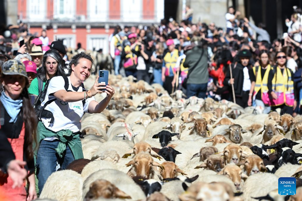 A woman takes photo of sheep and goats walking through a street during the Transhumance Festival in Madrid, Spain, Oct. 25, 2026. The festival originated from the transhumance practice, in which shepherds in winter drove their cattle and sheep from the mountains to the warm meadows to ensure feeding of their animals. (Photo by Gustavo Valiente/Xinhua)