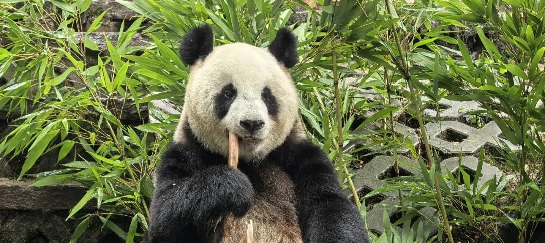 Picture of Ran Ran. Photo: China Wildlife Conservation Association