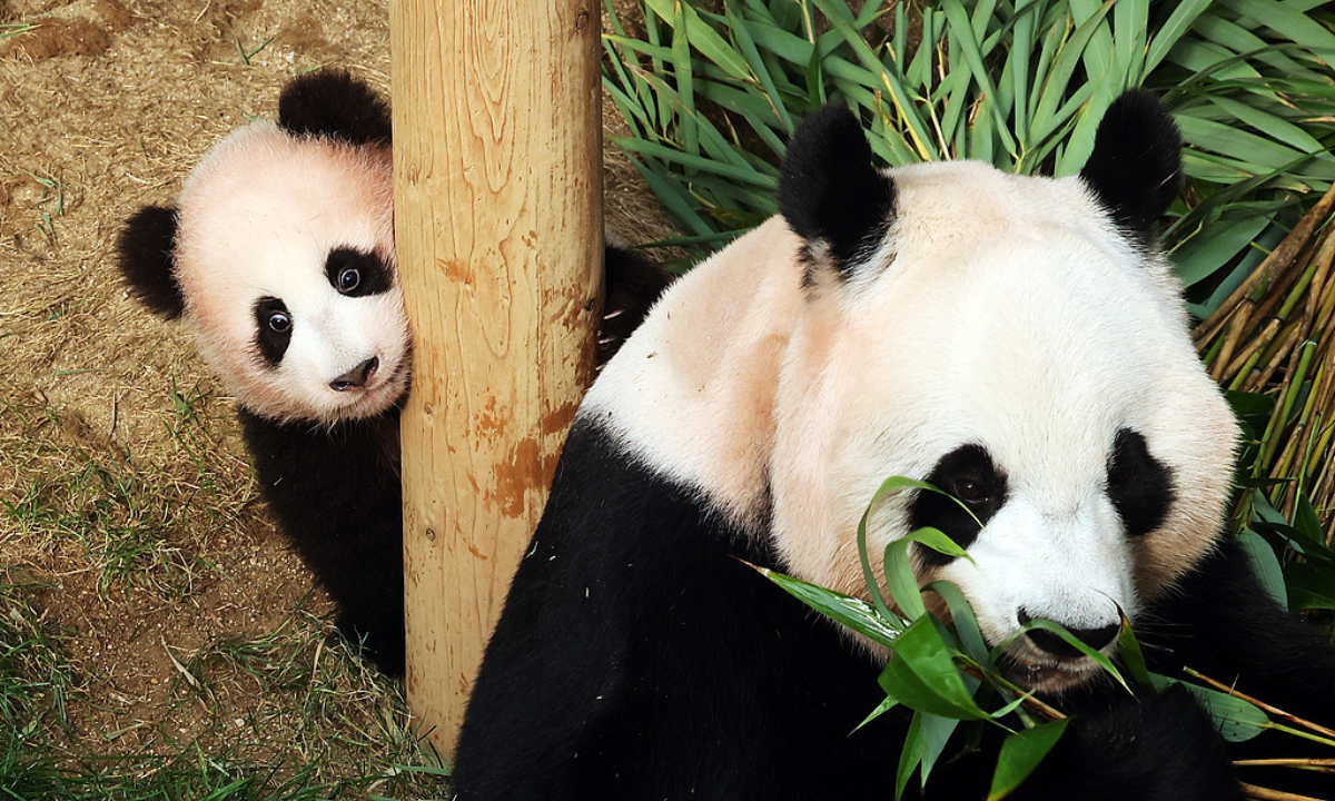 Giant panda cub Shu Bao born in June is seen playing with its mother Ai Bao at the Everland in Yongin, Gyeonggi Province of South Korea on October 27, 2026. The cub is expected to make its public debut on October 30. Photo: IC