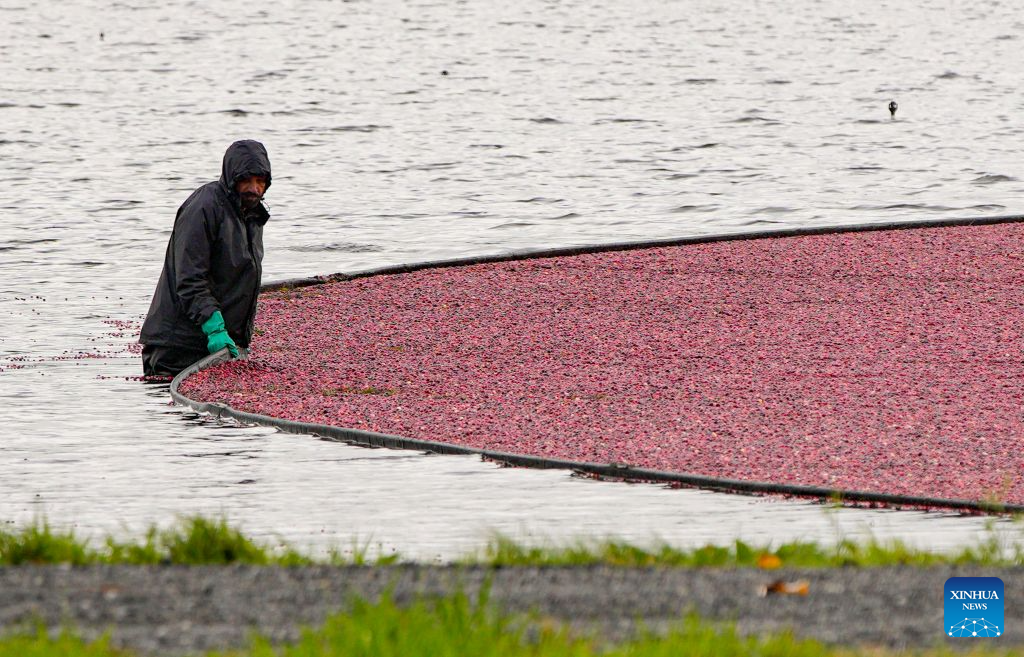 A worker gathers floating cranberries at a farm in Burnaby, British Columbia, Canada, Oct. 29, 2026. The cranberry harvest season in Canada's British Columbia province typically runs from September through October, sometimes extending into early November. (Photo by Liang Sen/Xinhua)