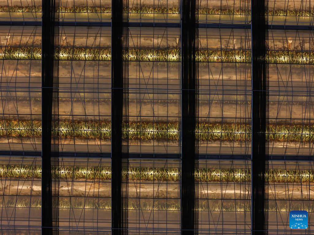 An aerial drone photo taken on Oct. 27, 2026 shows a night view of a smart greenhouse at an agricultural science and technology industrial park in Jindong District of Jinhua City, east China's Zhejiang Province. The agricultural science and technology industrial park was established in September 2023 as a designated benchmark project for modern agriculture in Jindong District of Jinhua City.
The park covers an area of 198.2 mu (about 13.2 hectares), including modern agricultural smart greenhouses, outdoor standardized planting areas, as well as supporting facilities such as water sources and parking lots. It aims to create an intelligent agricultural comprehensive industrial park integrating seedling research and development, ecological planting, deep processing, brand sales, tourism, and agricultural technology demonstration.
The park has introduced specialty fruit and vegetable varieties of pineapples, dragon fruits, and blueberries to build a demonstration model for high-end tropical fruit and vegetable planting. It has revitalized the idle land resources in the area, optimized the regional agricultural industrial structure. (Xinhua/Xu Yu)