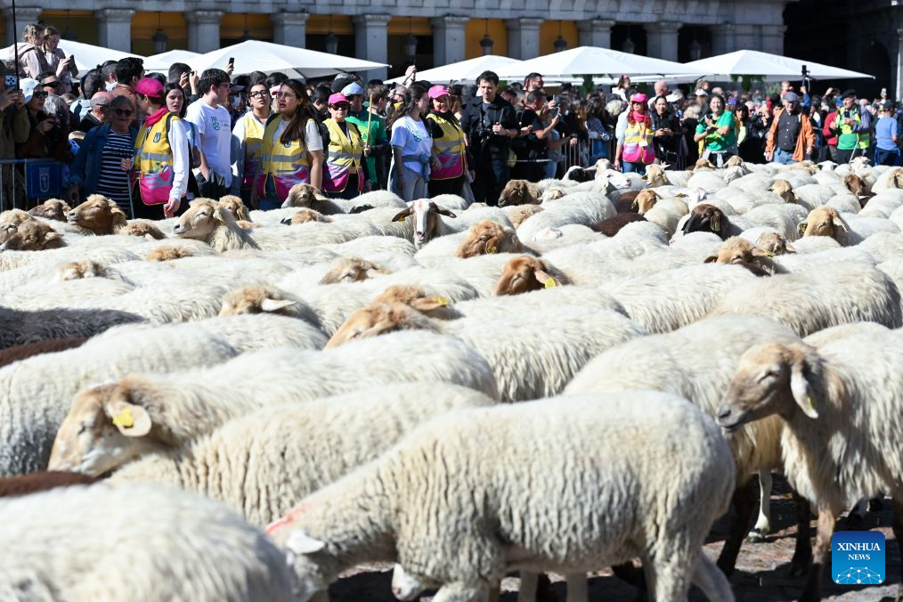 Sheep and goats walk through a street during the Transhumance Festival in Madrid, Spain, Oct. 25, 2026. The festival originated from the transhumance practice, in which shepherds in winter drove their cattle and sheep from the mountains to the warm meadows to ensure feeding of their animals. (Photo by Gustavo Valiente/Xinhua)