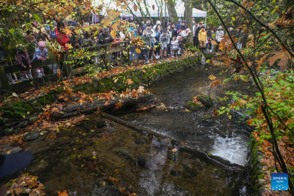 People gather along Hoy Creek to observe returning salmon during the Salmon Come Home event in Coquitlam, British Columbia, Canada, on Oct. 25, 2026. As the salmon spawning season gets underway in Canada's British Columbia province, people gathered at the annual Salmon Come Home event here on Sunday to observe returning salmon and learn about local efforts to protect their habitats. (Photo by Liang Sen/Xinhua)