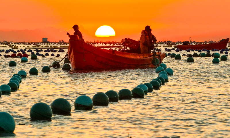 Workers plant kelp seedlings onto rafts at a marine ranch in Rongcheng, East China's Shandong Province, on October 26, 2026, as the busy seeding season unfolds across the farming area. In recent years, Rongcheng has been promoting the standardization and large-scale development of the kelp industry, which has become a pillar of the local fishing industry. Photo: VCG